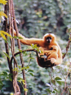 Black crested gibbon (Nomascus concolor)