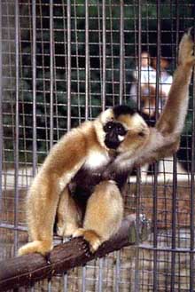 Black crested gibbon (Nomascus concolor)