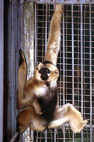 Black crested gibbon (Nomascus concolor)