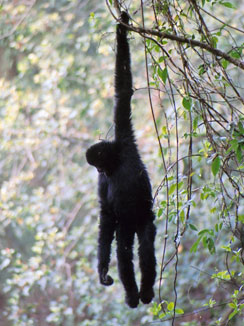 Black crested gibbon (Nomascus concolor)