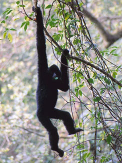Black crested gibbon (Nomascus concolor)