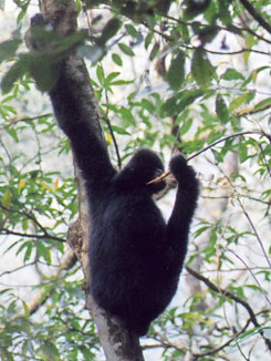 Black crested gibbon (Nomascus concolor)