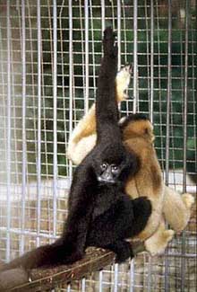 Black crested gibbon (Nomascus concolor)