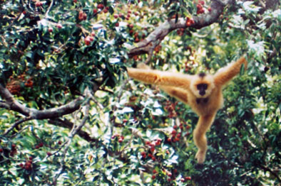 Hainan black crested gibbon (Nomascus hainanus)