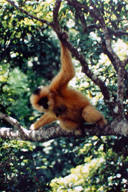 Hainan black crested gibbon (Nomascus hainanus)