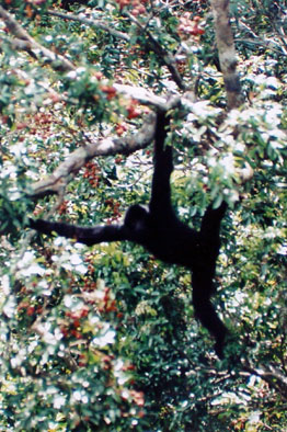 Hainan black crested gibbon (Nomascus hainanus)