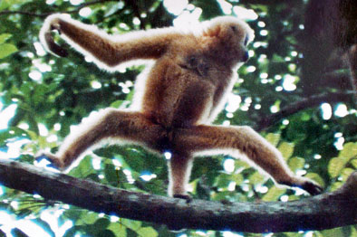 Hainan black crested gibbon (Nomascus hainanus)