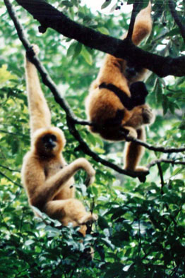 Hainan black crested gibbon (Nomascus hainanus)