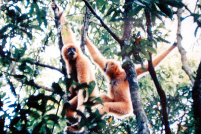 Hainan black crested gibbon (Nomascus hainanus)