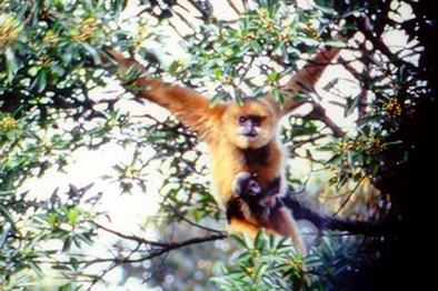 Hainan black crested gibbon (Nomascus hainanus)