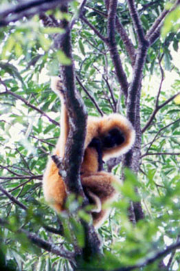 Hainan black crested gibbon (Nomascus hainanus)