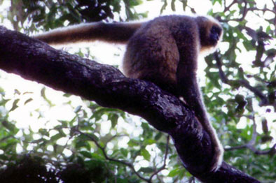 Hainan black crested gibbon (Nomascus hainanus)