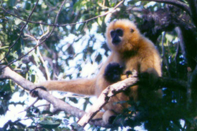 Hainan black crested gibbon (Nomascus hainanus)