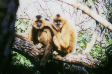 Hainan black crested gibbon (Nomascus hainanus)