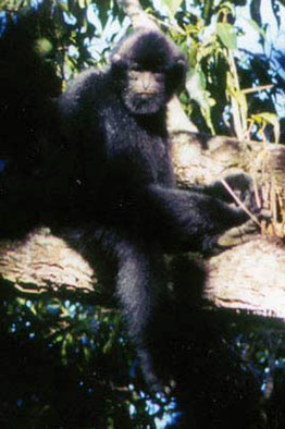 Hainan black crested gibbon (Nomascus hainanus)