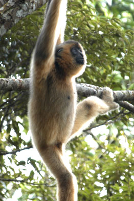 Hainan black crested gibbon (Nomascus hainanus)