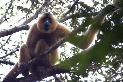 Hainan black crested gibbon (Nomascus hainanus)