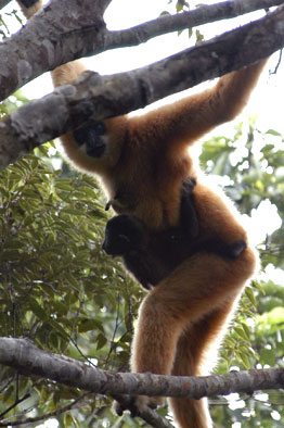 Hainan black crested gibbon (Nomascus hainanus)