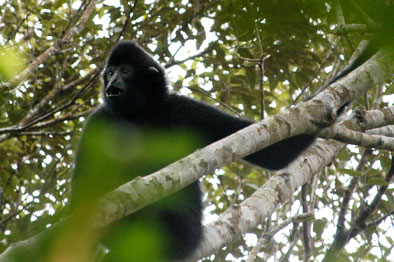 Hainan black crested gibbon (Nomascus hainanus)