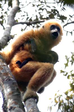 Hainan black crested gibbon (Nomascus hainanus)