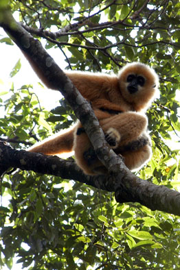 Hainan black crested gibbon (Nomascus hainanus)