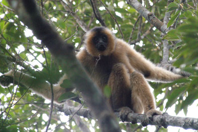 Hainan black crested gibbon (Nomascus hainanus)