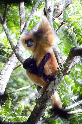 Hainan black crested gibbon (Nomascus hainanus)