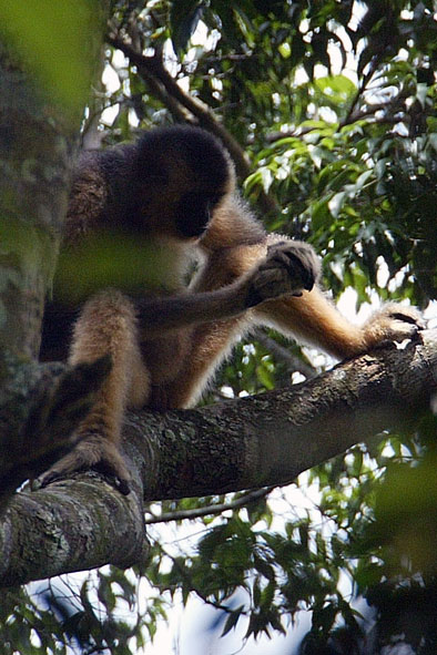 Hainan black crested gibbon (Nomascus hainanus)