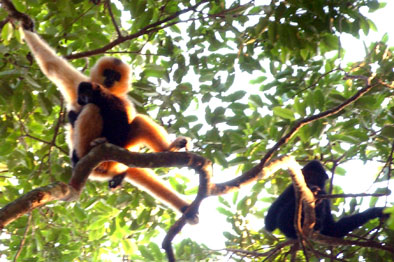 Hainan black crested gibbon (Nomascus hainanus)