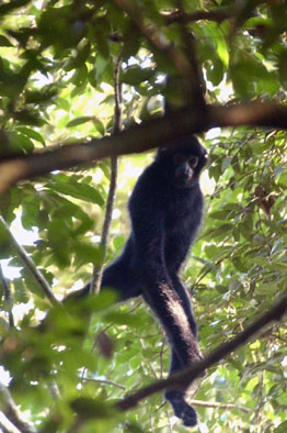 Hainan black crested gibbon (Nomascus hainanus)