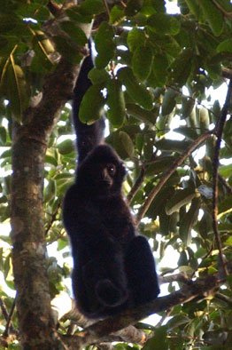 Hainan black crested gibbon (Nomascus hainanus)