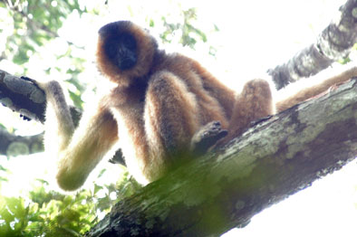 Hainan black crested gibbon (Nomascus hainanus)