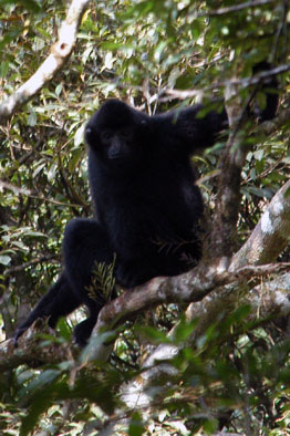 Hainan black crested gibbon (Nomascus hainanus)