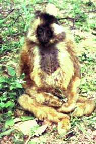 Cao-vit crested gibbon (Nomascus nasutus)