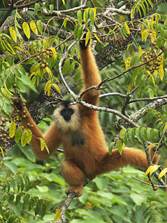 Cao-vit crested gibbon (Nomascus nasutus)