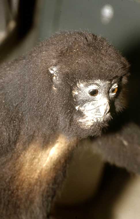 Cao-vit crested gibbon (Nomascus nasutus)