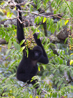 Cao-vit crested gibbon (Nomascus nasutus)