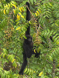 Cao-vit crested gibbon (Nomascus nasutus)