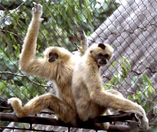 Yellow-cheeked crested gibbon
(Nomascus gabriellae)