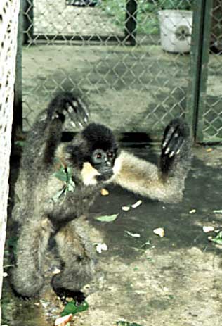 Yellow-cheeked crested gibbon
(Nomascus gabriellae)