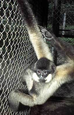 Yellow-cheeked crested gibbon
(Nomascus gabriellae)