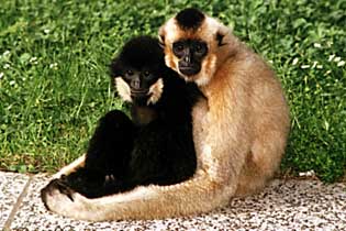 Yellow-cheeked crested gibbon
(Nomascus gabriellae)