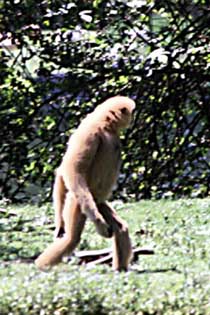 Yellow-cheeked crested gibbon
(Nomascus gabriellae)