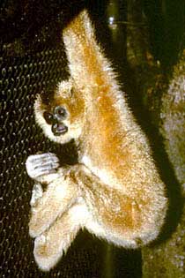 Yellow-cheeked crested gibbon
(Nomascus gabriellae)