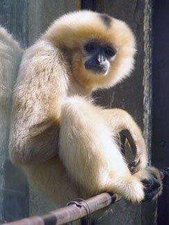 Yellow-cheeked crested gibbon
(Nomascus gabriellae)