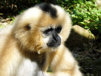 Yellow-cheeked crested gibbon
(Nomascus gabriellae)