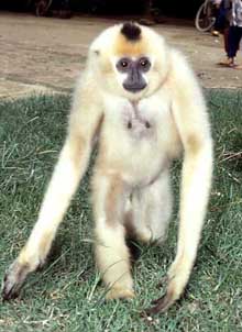 Yellow-cheeked crested gibbon
(Nomascus gabriellae)