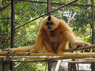 Yellow-cheeked crested gibbon
(Nomascus gabriellae)