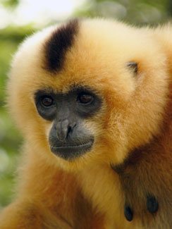 Yellow-cheeked crested gibbon
(Nomascus gabriellae)