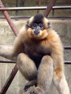 Yellow-cheeked crested gibbon
(Nomascus gabriellae)